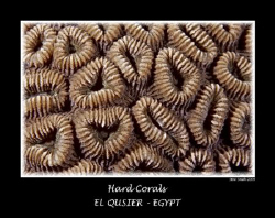 hard corals. 60mm macro by Stew Smith 